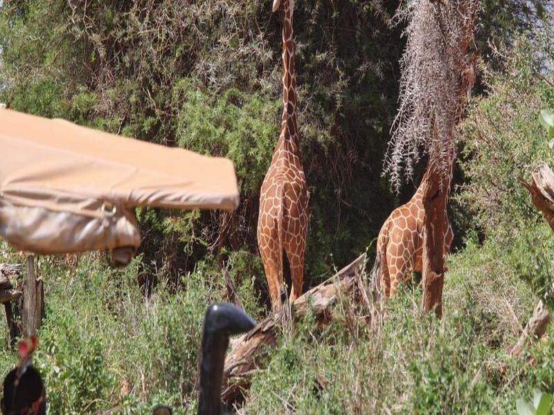 Saruni Samburu Villa Екстериор снимка
